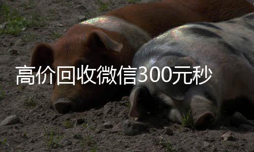 高价回收微信30024小时收vx秒结元秒结（高价回收vx300元秒结）